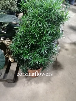 Подокарпус Макрофиллус 90-110см 30 см https://corzinaflowers.ru/catalog/komnatnye_rasteniya_i_tsvety/bonsay/podokarpus_bonsay/5834/