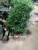Подокарпус Макрофиллус 90-110см 30 см https://corzinaflowers.ru/catalog/komnatnye_rasteniya_i_tsvety/bonsay/podokarpus_bonsay/5834/