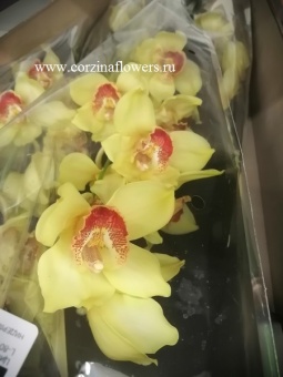 Орхидея Цимбидиум Голден флис ветка 80