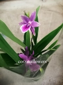Мильтония 329 орхидея