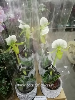 Орхидея Пафиопедилум Фемма в кашпо Grey KM37 купить в Москве