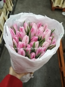 Букет розовых тюльпан Энкель Ферст класс 50 шт