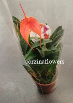 Масдевалия красно-оранжевая орхидея 9