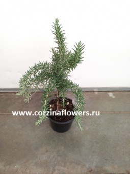 Розмарин штамбовый https://corzinaflowers.ru/catalog/sazhentsy_lukovitsy_dlya_sada_balkona/pryanye_i_lekarstvennye_travy/rozmarin_v_gorshke/3937/