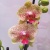 Фаленопсис фэнси фреклз  цветение https://corzinaflowers.ru/catalog/komnatnye_rasteniya_i_tsvety/orkhidei_komnatnye/orkhideya_falenopsis/2764/