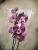 Орхидея фаленопсис Каменная роза О300 купить в Москве