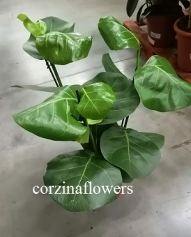 Кокколоба 21 70-90 см растение