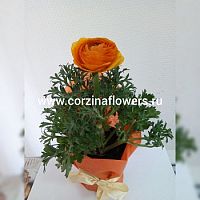 Ранункулус лютик оранжевый подарочный KM210 Ранункулус лютик оранжевый подарочный KM210 купить в Москве