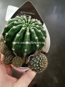 Эхинопсис Эрье 7см https://corzinaflowers.ru/catalog/komnatnye_rasteniya_i_tsvety/kaktusy_ekheverii_i_dr_sukkulenty/kaktusy_v_gorshkakh/ekhinopsis/2414/