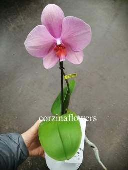Орхидея Фаленопсис розовый Синголо 12