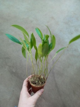 Плеурохаллис Русцифолия орхидея 9см