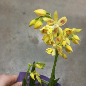 Калантос орхидея для сада 12см https://corzinaflowers.ru/catalog/komnatnye_rasteniya_i_tsvety/orkhidei_komnatnye/kalante_orkhideya/10154/