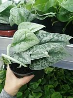 Сциндапсус Пиктус Требе, Эпипремнум Требие KR517 Сциндапсус Пиктус Требе, Эпипремнум Требие KR517 купить в Москве