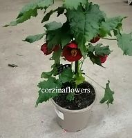 Абутилон красный в горшке DZ327 Абутилон красный в горшке DZ327 купить в Москве