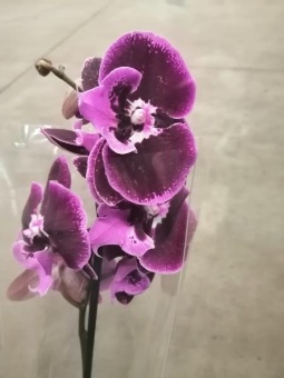 Фаленопсис биг лип гибрид орхидея 12см, 1 цв