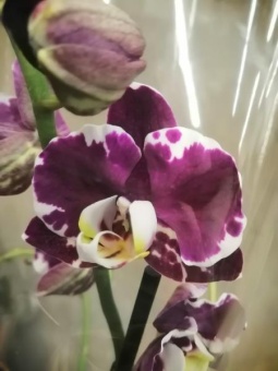 Орхидея фаленопсис гибрид 831