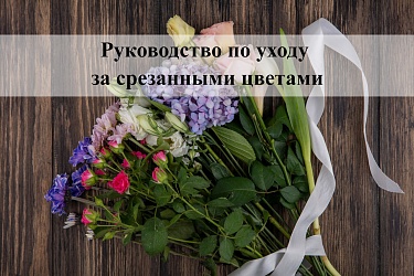Руководство по уходу за срезанными цветами: как сохранить букет свежим надолго