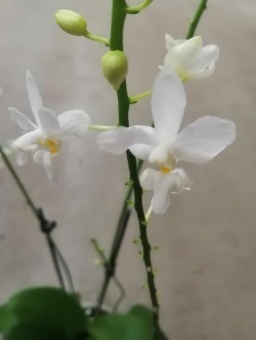 Орхидея доритаенопсис апозия аида белая