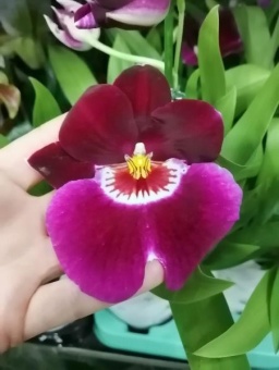 Мильтония Ред Тайд орхидея 