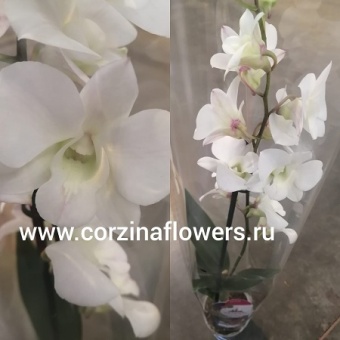Дендробиум белый Санок Коконат Дрим  https://corzinaflowers.ru/catalog/komnatnye_rasteniya_i_tsvety/294/