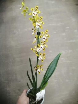Одонтоглоссум желто-белый орхидея 12см