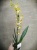 Одонтоглоссум желто-белый орхидея 12см