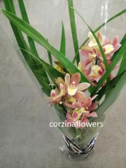 Цимбидиум коричнево-желтый орхидея О443 https://corzinaflowers.ru/catalog/komnatnye_rasteniya_i_tsvety/orkhidei_komnatnye/orkhideya_tsimbidium_korol_orkhidey/6177/