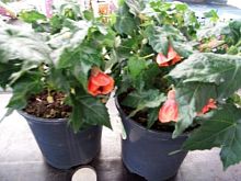 Абутилон оранж в горшке DZ754 Абутилон оранж в горшке DZ754 купить в Москве