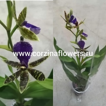 Орхидея Зигопеталум Лусендорф 1 ст https://corzinaflowers.ru/catalog/komnatnye_rasteniya_i_tsvety/789/