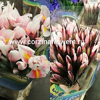 50 шт розовых ирисов букет (крашенные) SR97 50 шт розовых ирисов букет (крашенные) SR97 купить в Москве