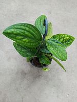 Монстера Эпипремнум Марбл планет подвесной KR3385 Монстера Эпипремнум Марбл планет подвесной KR3385 купить в Москве