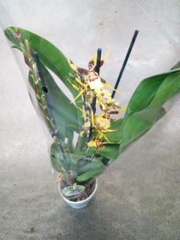 Орхидея брассия Тесса 12см