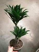 Драцена фрагранс Компакта 45-55 см KR3028 Драцена фрагранс Компакта 45-55 см KR3028 купить в Москве