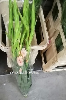 Гладиолус Шуга Бейб срезка https://corzinaflowers.ru/catalog/bukety_iz_tsvetov_fruktov_ovoshchey_i_dr/srezannye_tsvety/gladiolusy_srezka/4042/