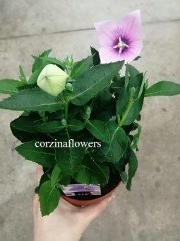 Платикодон крупноцветковый розовый  12 https://corzinaflowers.ru/catalog/komnatnye_rasteniya_i_tsvety/3876/