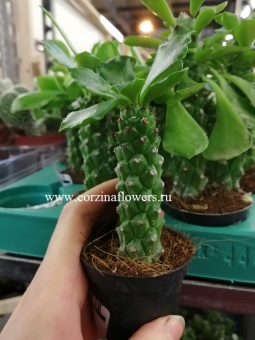 Монадениум Риччи 7 https://corzinaflowers.ru/catalog/komnatnye_rasteniya_i_tsvety/694/