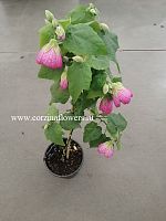 Абутилон розовый штамб 60-70 см DZ312 Абутилон розовый штамб 60-70 см DZ312 купить в Москве