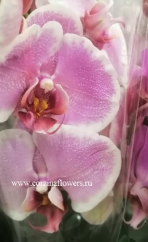 Фаленопсис Адам  https://corzinaflowers.ru/catalog/komnatnye_rasteniya_i_tsvety/1778/