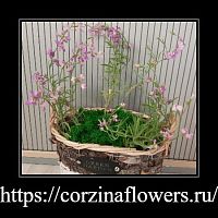 Маттиола (Ночная фиалка) ароматная в корзине KM915 Маттиола (Ночная фиалка) ароматная в корзине KM915 купить в Москве