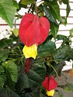 Абутилон Биг Бел красно-желтый в горшке DZ694 Абутилон Биг Бел красно-желтый в горшке DZ694 купить в Москве