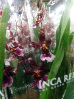 Орхидея Буррагеара Лацио О4 купить в Москве