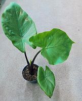 Алоказия Блэк Кобра KR3932 Алоказия Блэк Кобра KR3932 купить в Москве