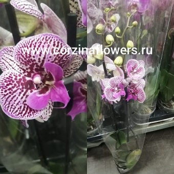 Орхидея Фаленопсис 2 цв Тоши 12 https://corzinaflowers.ru/catalog/komnatnye_rasteniya_i_tsvety/1498/