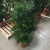 Подокарпус в горшке 27 см https://corzinaflowers.ru/catalog/komnatnye_rasteniya_i_tsvety/bonsay/podokarpus_bonsay/5834/