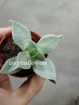 Швантезия Бордчерси 5см https://corzinaflowers.ru/catalog/komnatnye_rasteniya_i_tsvety/kaktusy_ekheverii_i_dr_sukkulenty/litops_zhivye_kamni/shvanteziya_sukkulen/5728/