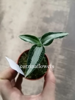 Орхидея Макодес Аргентия 6 см