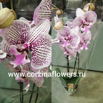 Орхидея Фаленопсис биг лип венус кизз https://corzinaflowers.ru/catalog/komnatnye_rasteniya_i_tsvety/1111/