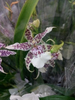 Орхидея Камбрия гибрид 817