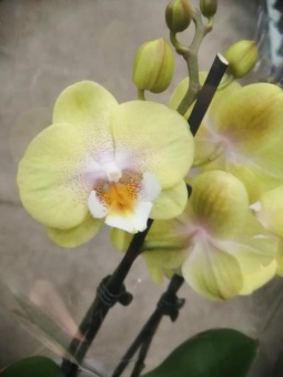 Фаленопсис Грин дэнсер биг лип орхидея