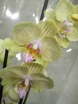 Фаленопсис Сан passat орхидея